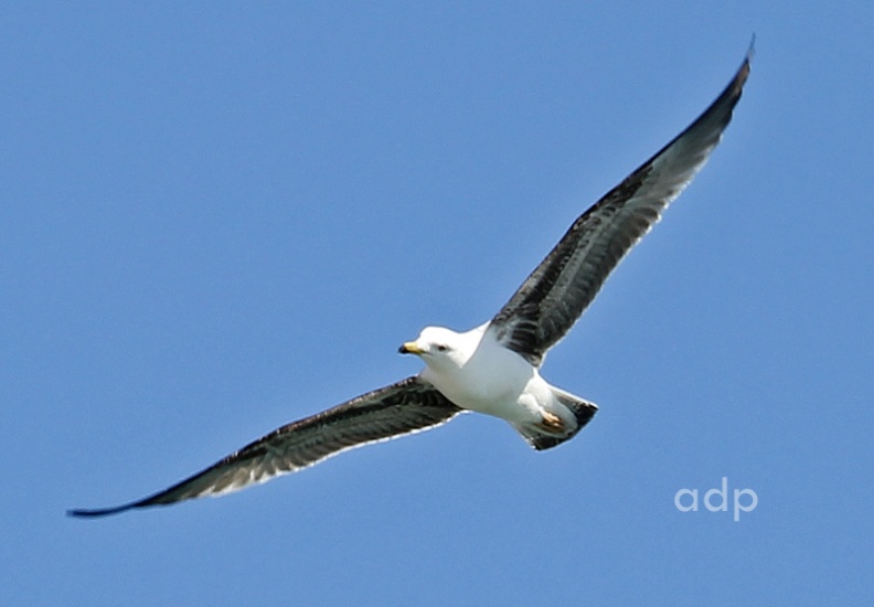 IMG_7748 qstt  800c 2ndw atlanticus.jpg